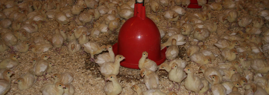 RWZ Nutztierfutter Pute