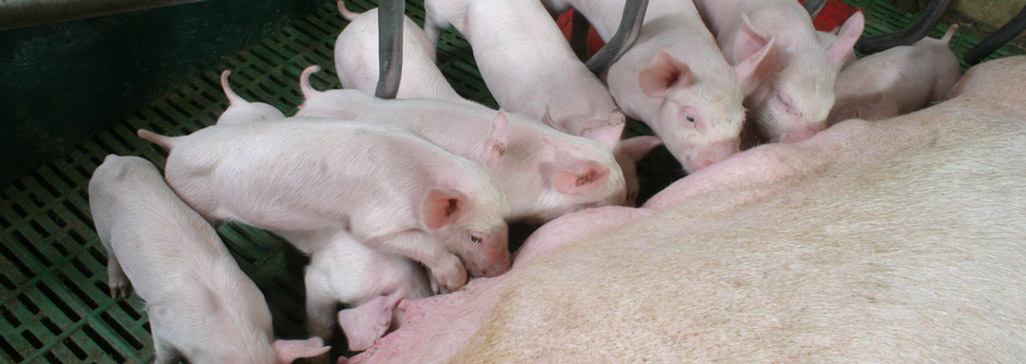 RWZ Nutztierfutter Schweine