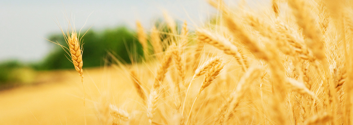 RWZ Getreide