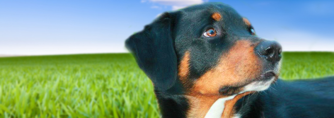 RWZ Heimtiernahrung Hundefutter