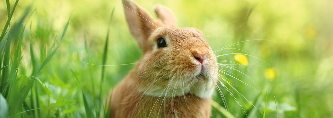 RWZ Heimtierfutter Kaninchenfutter