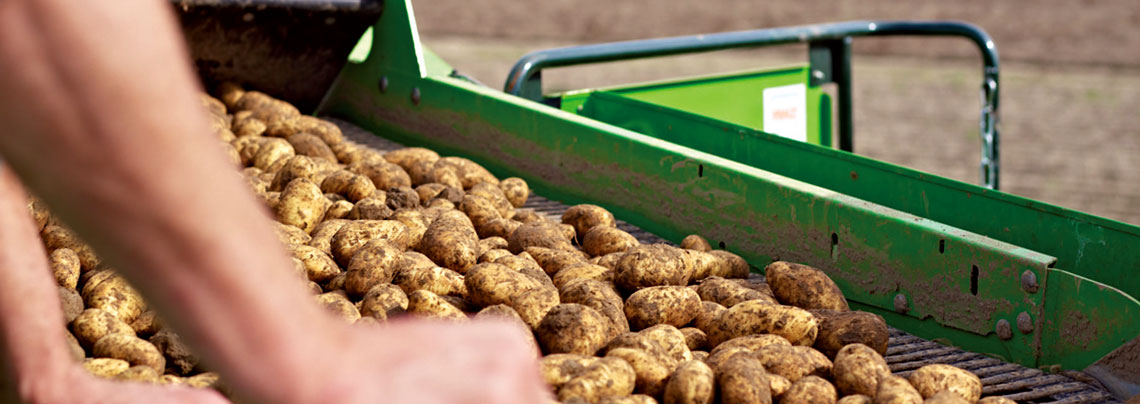 RWZ Kartoffeln