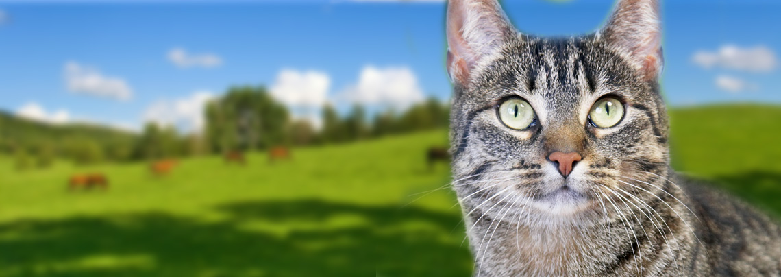 RWZ Heimtierfutter Katzenfutter