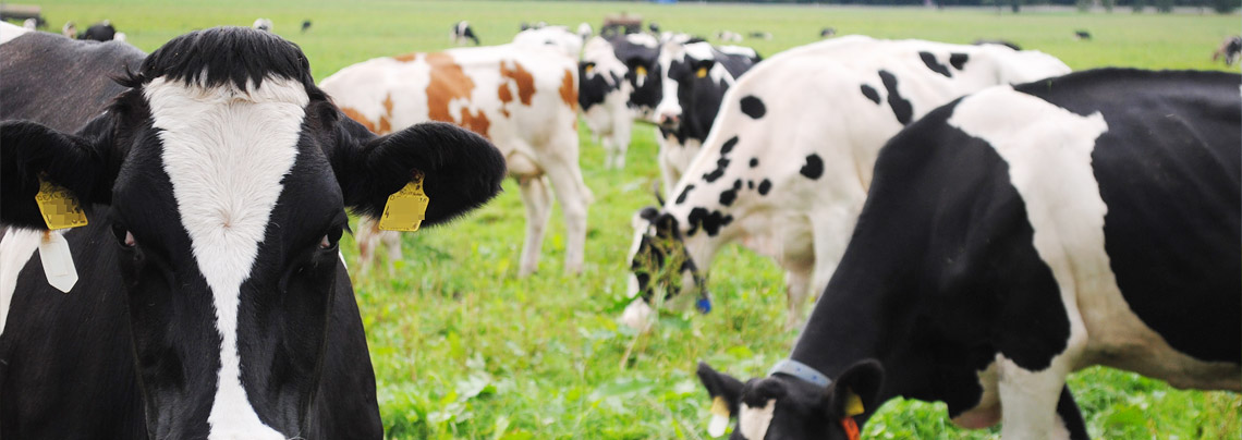 RWZ Nutztierfutter Milchvieh