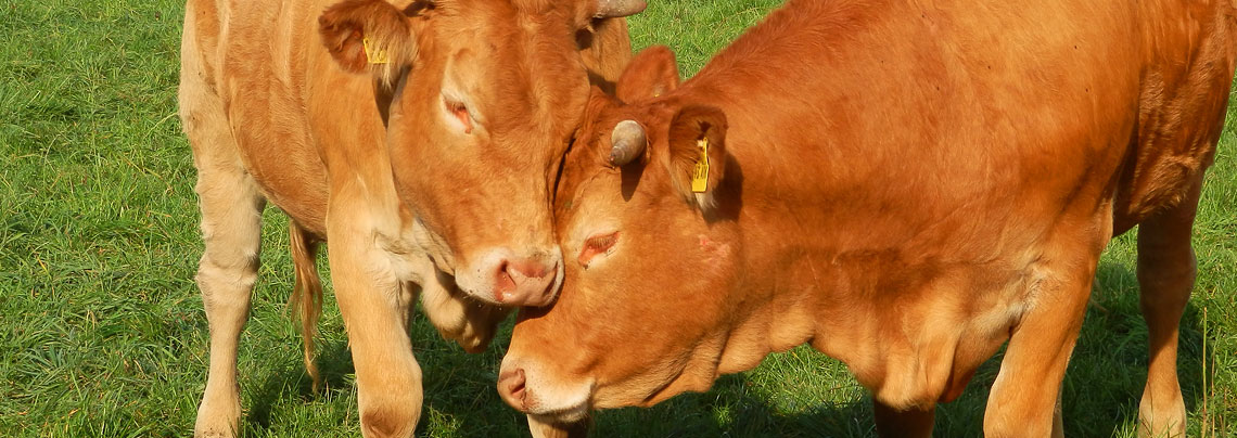 RWZ Nutztierfutter Bullen