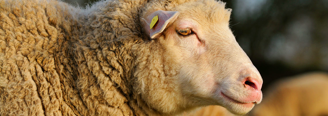 RWZ Nutztierfutter Schaffutter