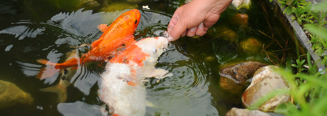 RWZ Heimtierfutter Fischfutter