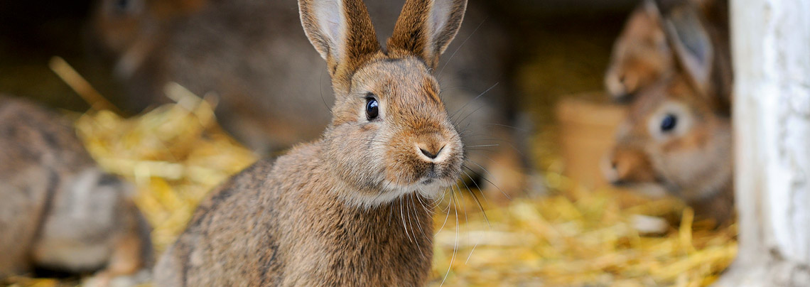 Bionesto Einstreu für Kleintiere