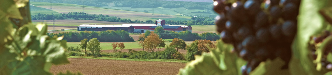 RWZ-Kellerei- und Agrarzentrum Ensheim
