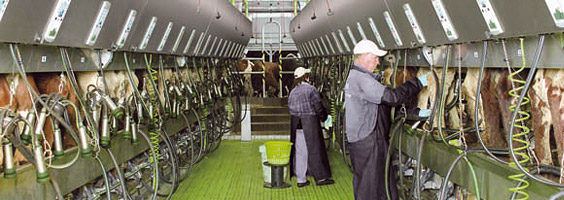 Side-by-Side Melkstand