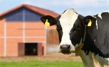 RWZ Futter für Nutztier Heimtier Pferde